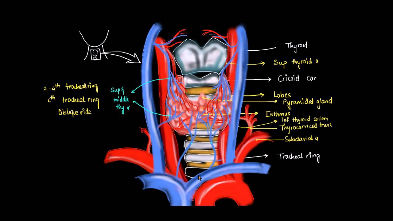 Thyroid Anatomy - Dubai Thyroid Clinic