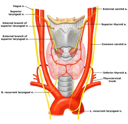 Thyroid Anatomy