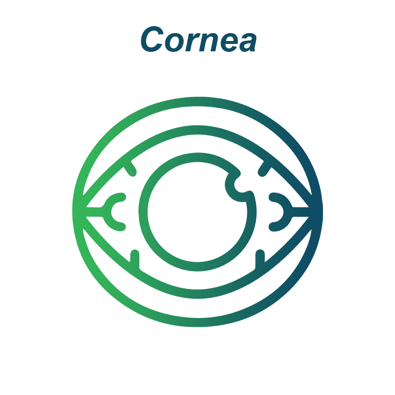 Cornea