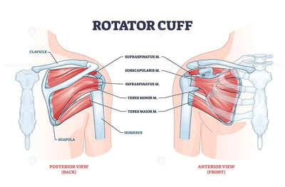rotator_cuff_anatomy