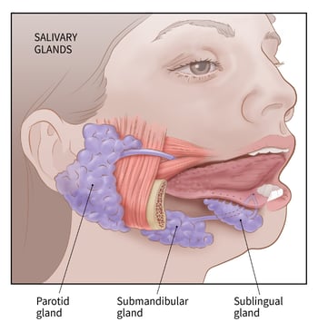 salivary-glands