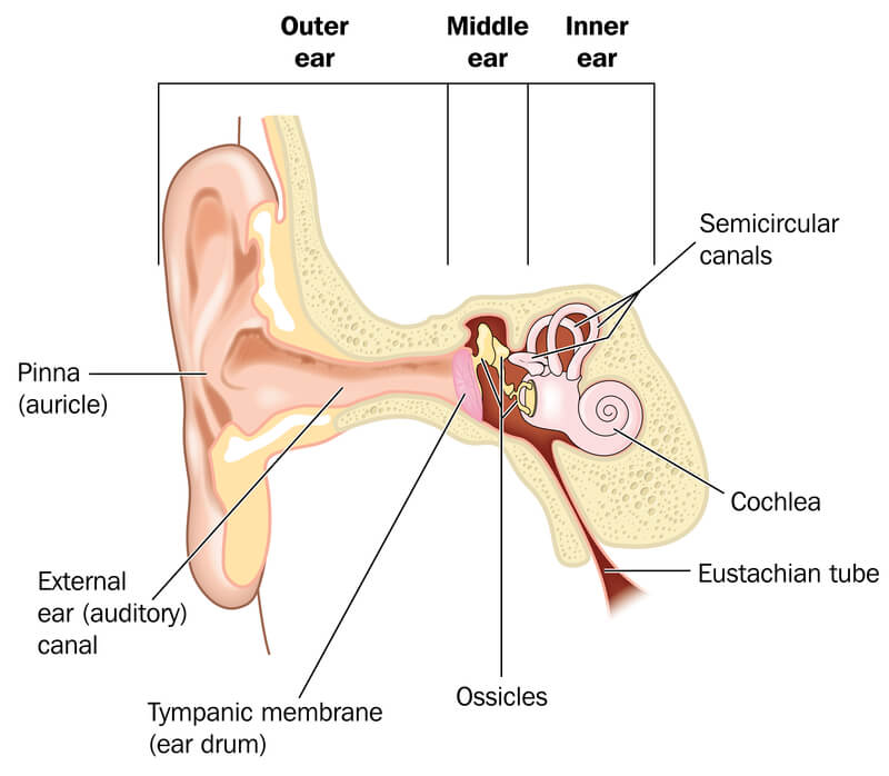 Stapedectomy