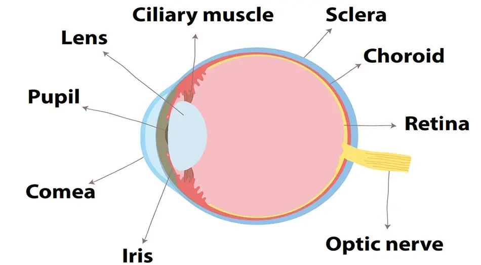 Corneal Transplantation