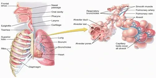 Distal Airway