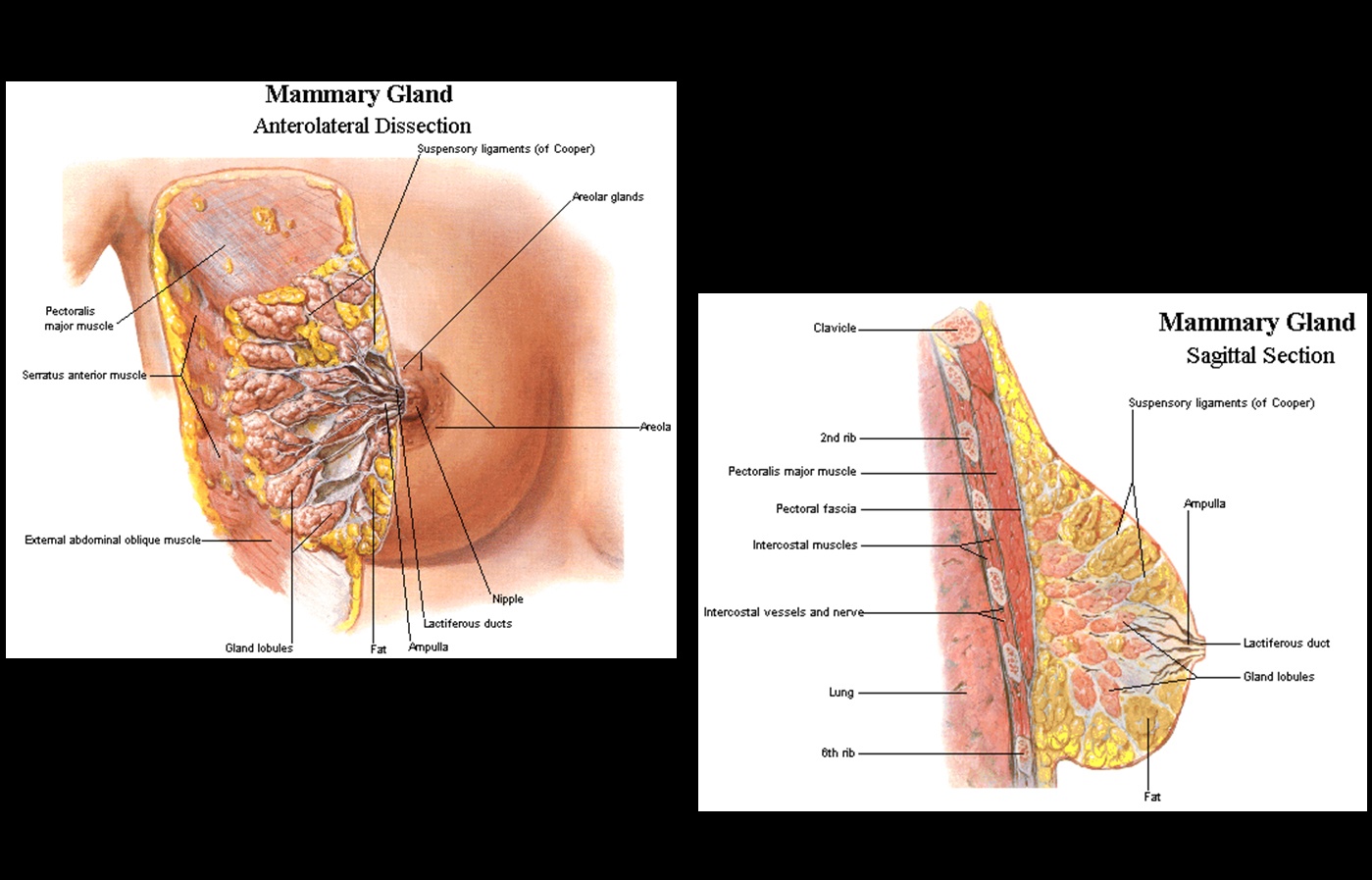 slide breast anatomy