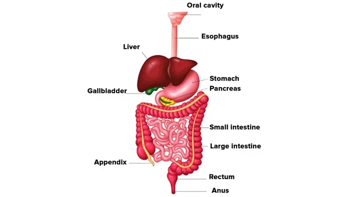Small Intestine Surgery