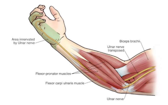 Ulnar-nerve